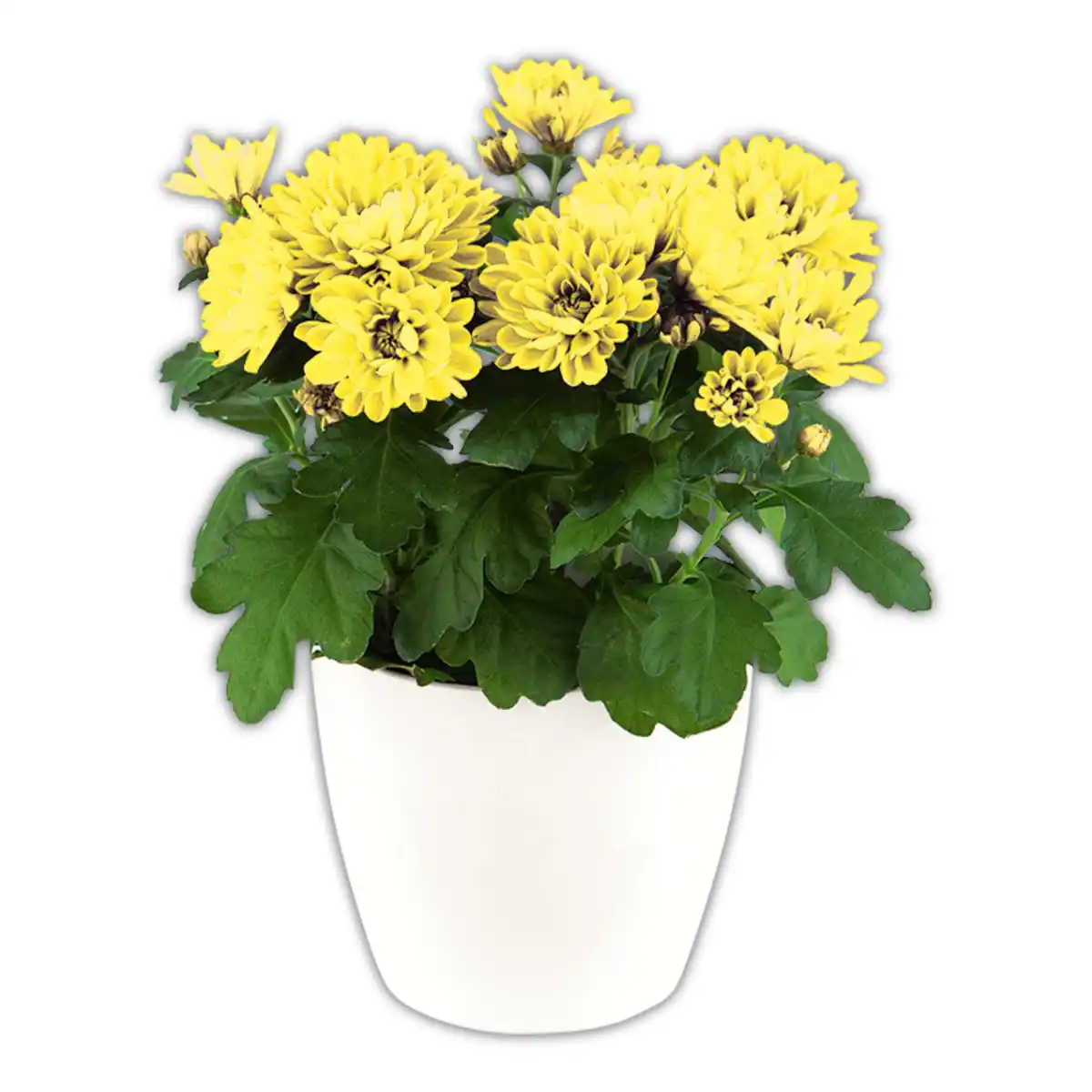 Bild 1 von Topfchrysantheme