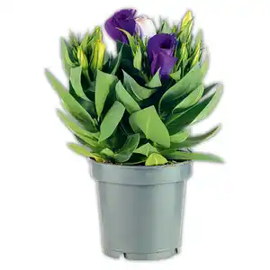Eustoma "Lisianthus"