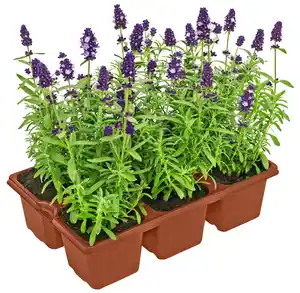 Gartenpflanzen