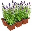 Bild 1 von Gartenpflanzen