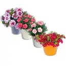 Bild 1 von Verbene / Calibrachoa / Kaisernelke
