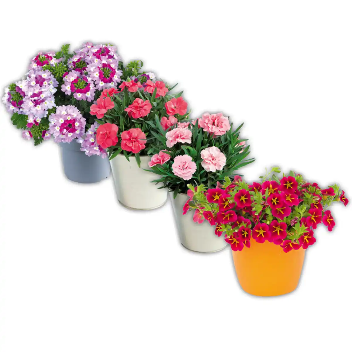Bild 1 von Verbene / Calibrachoa / Kaisernelke