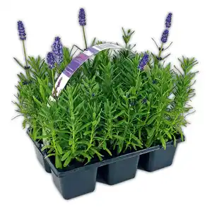 Lavendel