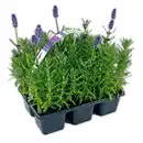 Bild 1 von Lavendel