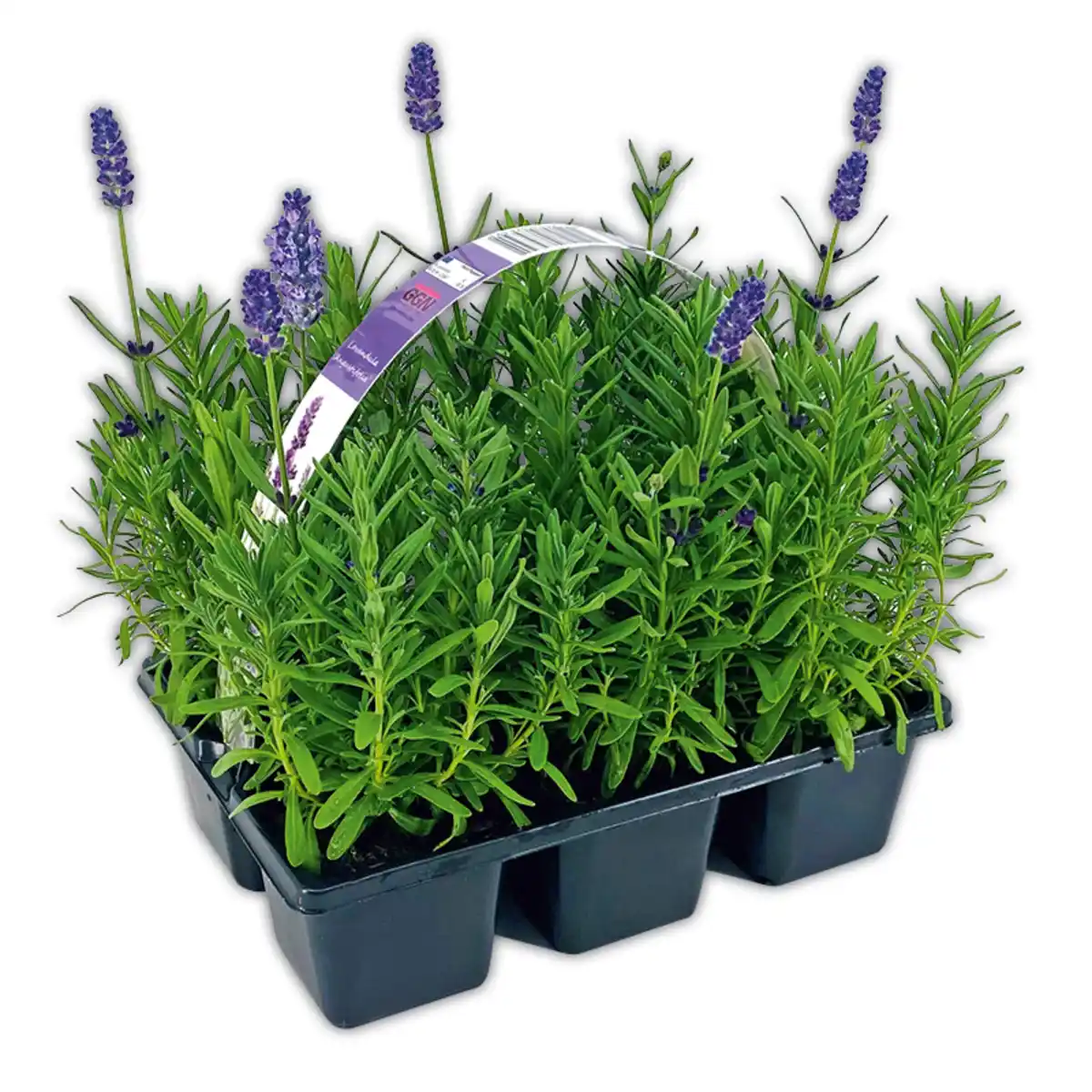 Bild 1 von Lavendel