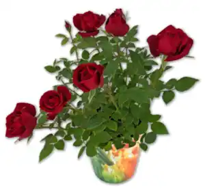 Topfrose*
