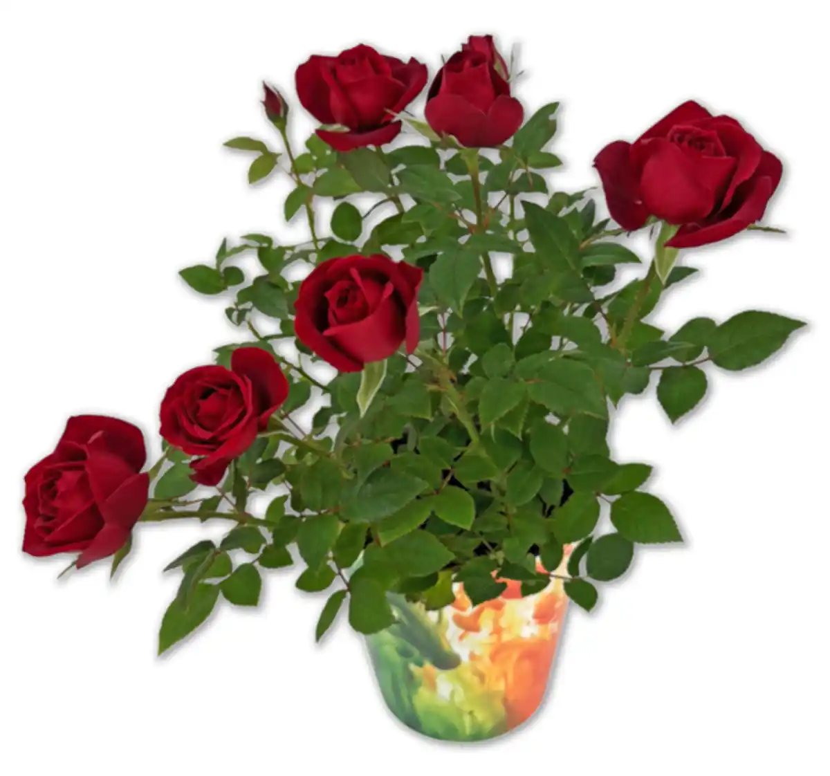 Bild 1 von Topfrose*
