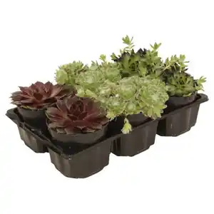 GARDENLINE Sempervivum 6er-Trays