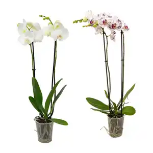 GARDENLINE Schmetterlings-Orchidee