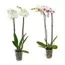 Bild 1 von GARDENLINE Schmetterlings-Orchidee