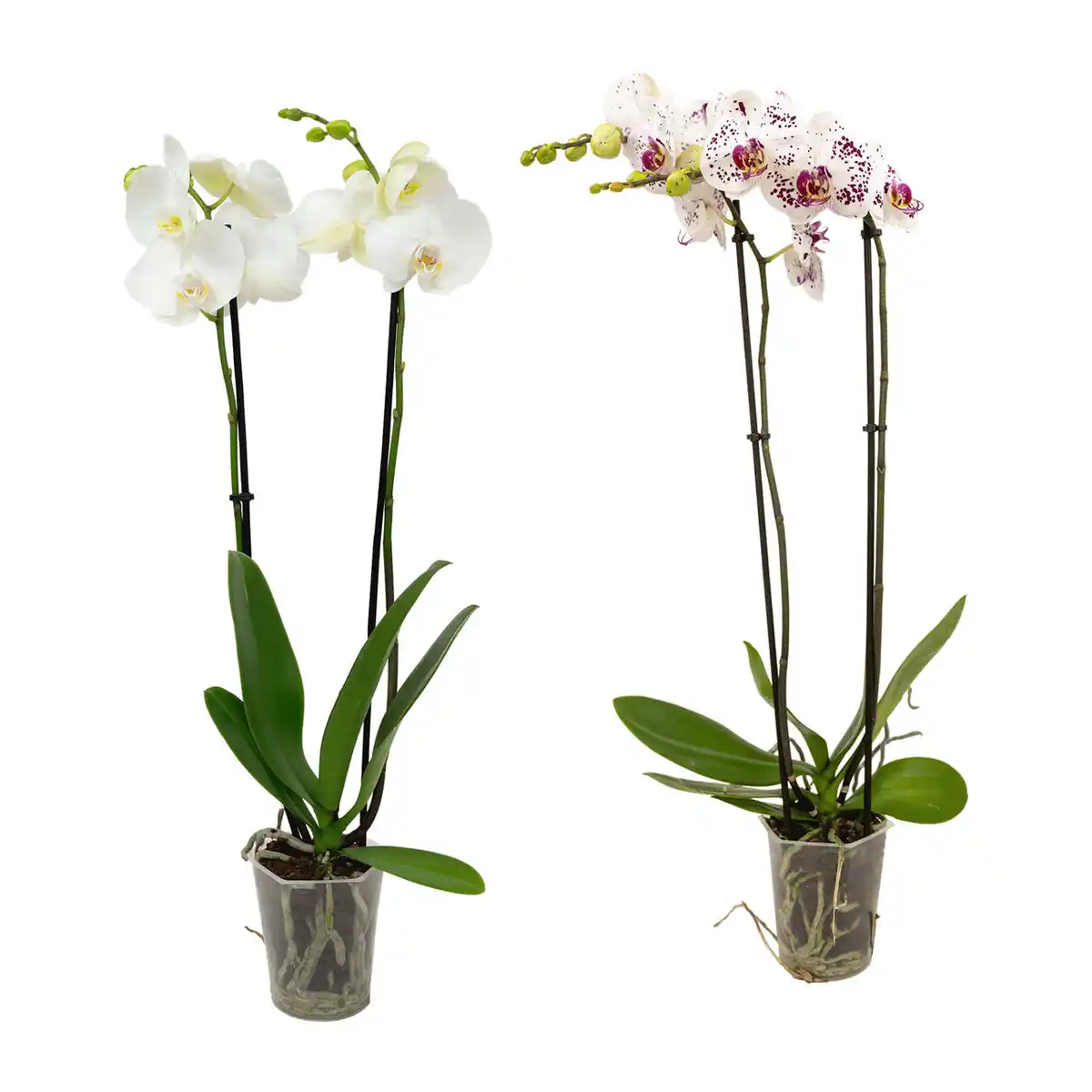 Bild 1 von GARDENLINE Schmetterlings-Orchidee