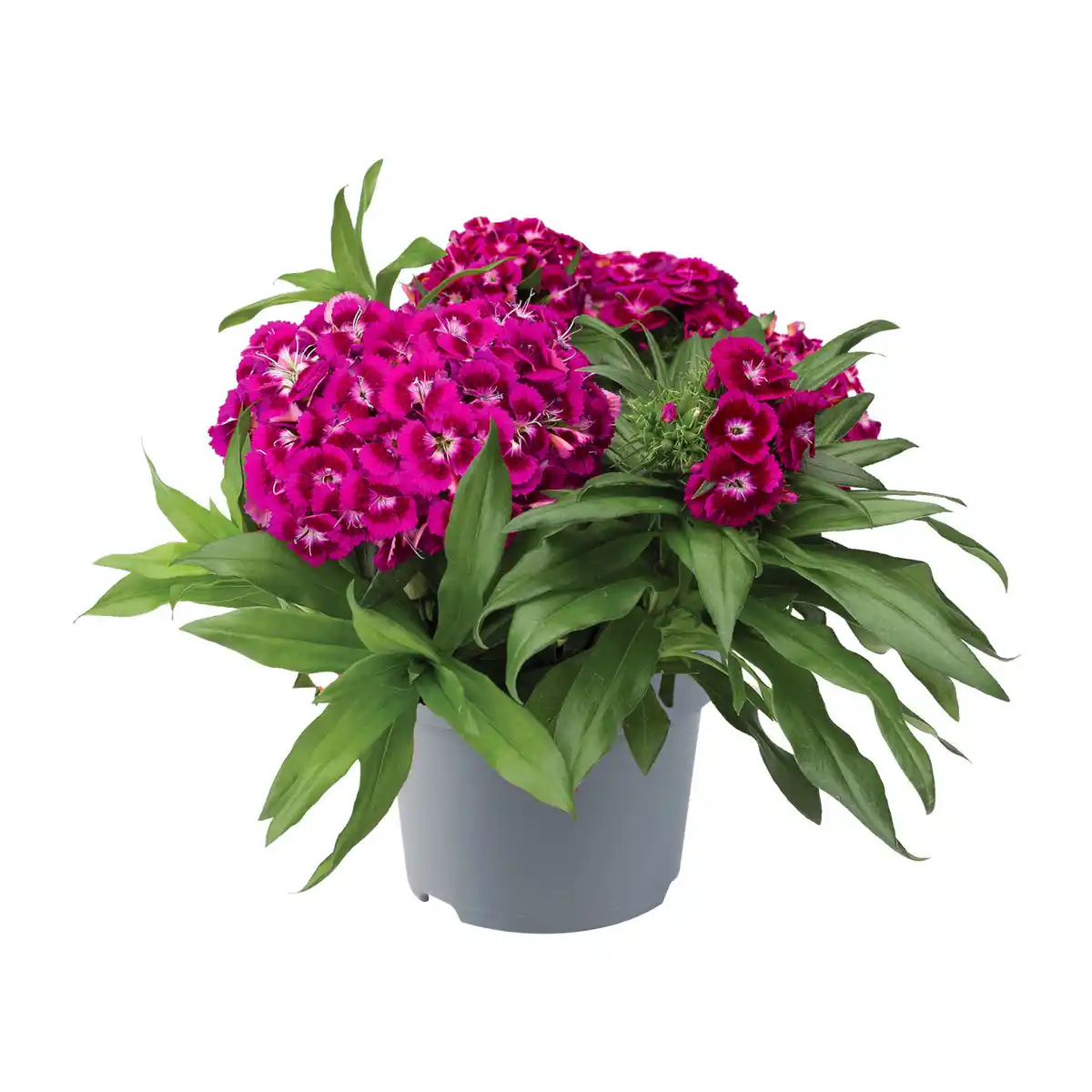 Bild 4 von GARDENLINE Staude / Sommerblume