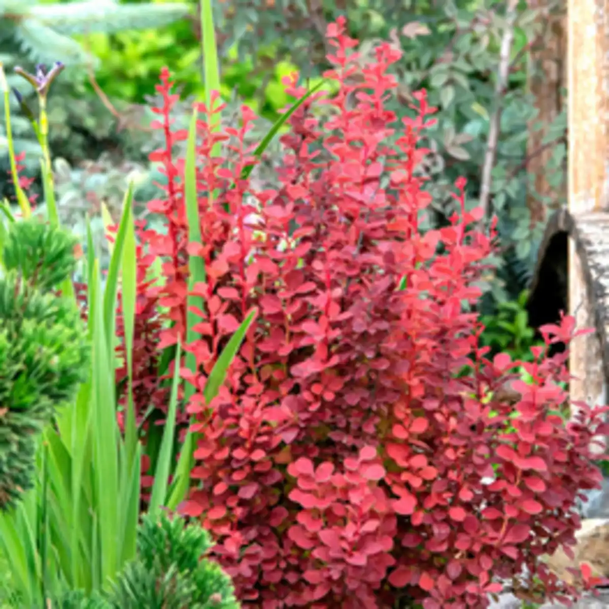 Bild 2 von Gartenkrone Berberitze, mehrjaehrig, orange