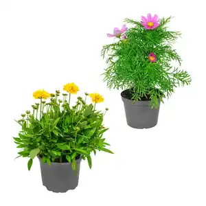 GARDENLINE Staude / Sommerblume