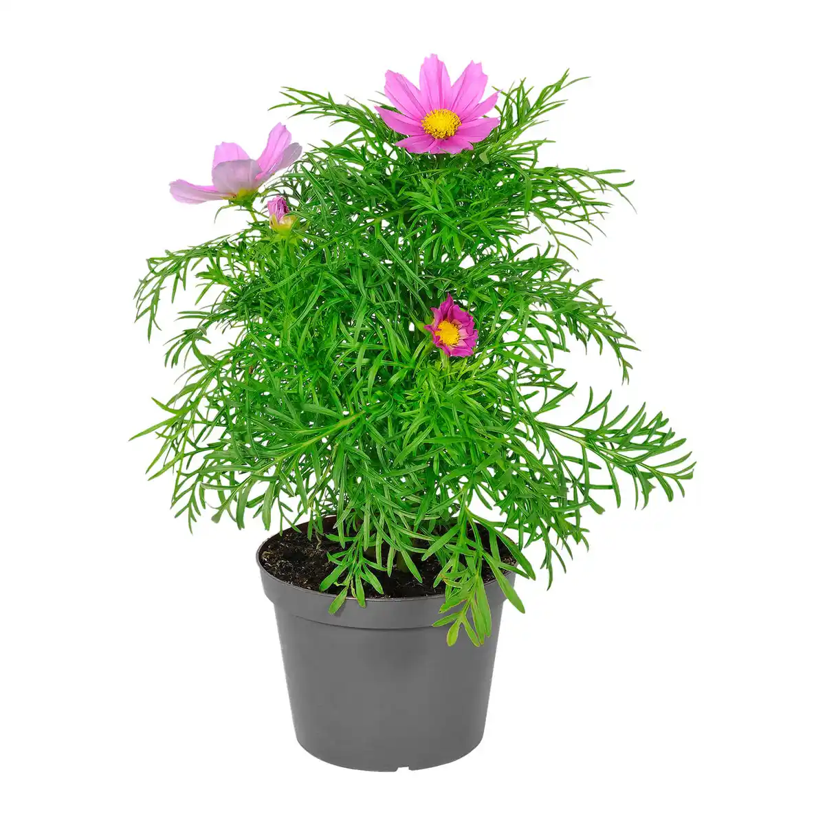 Bild 3 von GARDENLINE Staude / Sommerblume
