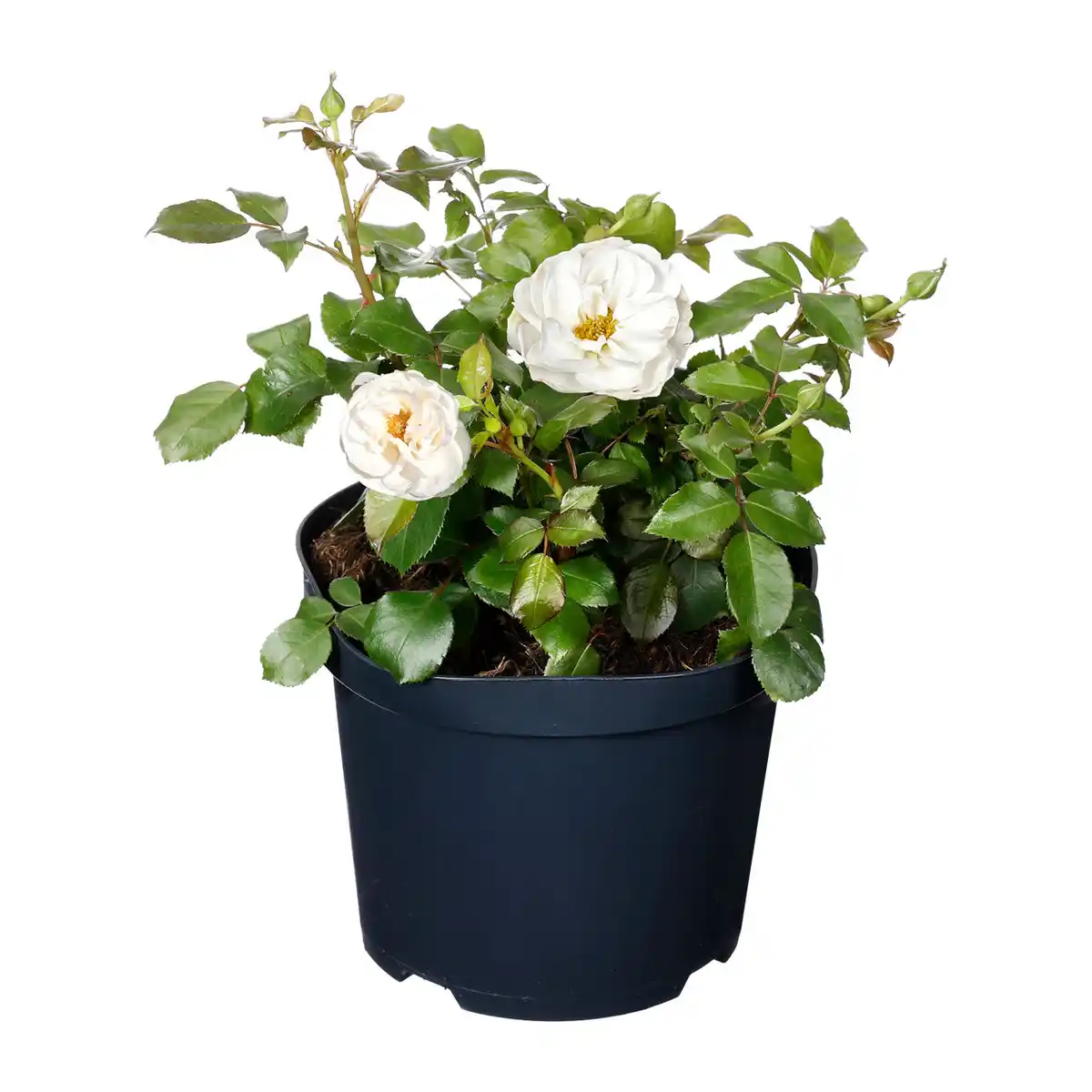 Bild 4 von GARDENLINE Lizenzrose Palace