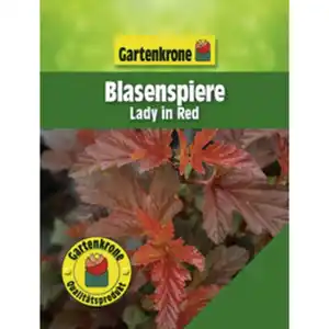 Gartenkrone Blasenspiere, Physocarpus opulifolius »Lady In Red«, Blätter: rot, Blüten: weiß