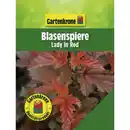 Bild 1 von Gartenkrone Blasenspiere, Physocarpus opulifolius »Lady In Red«, Blätter: rot, Blüten: weiß