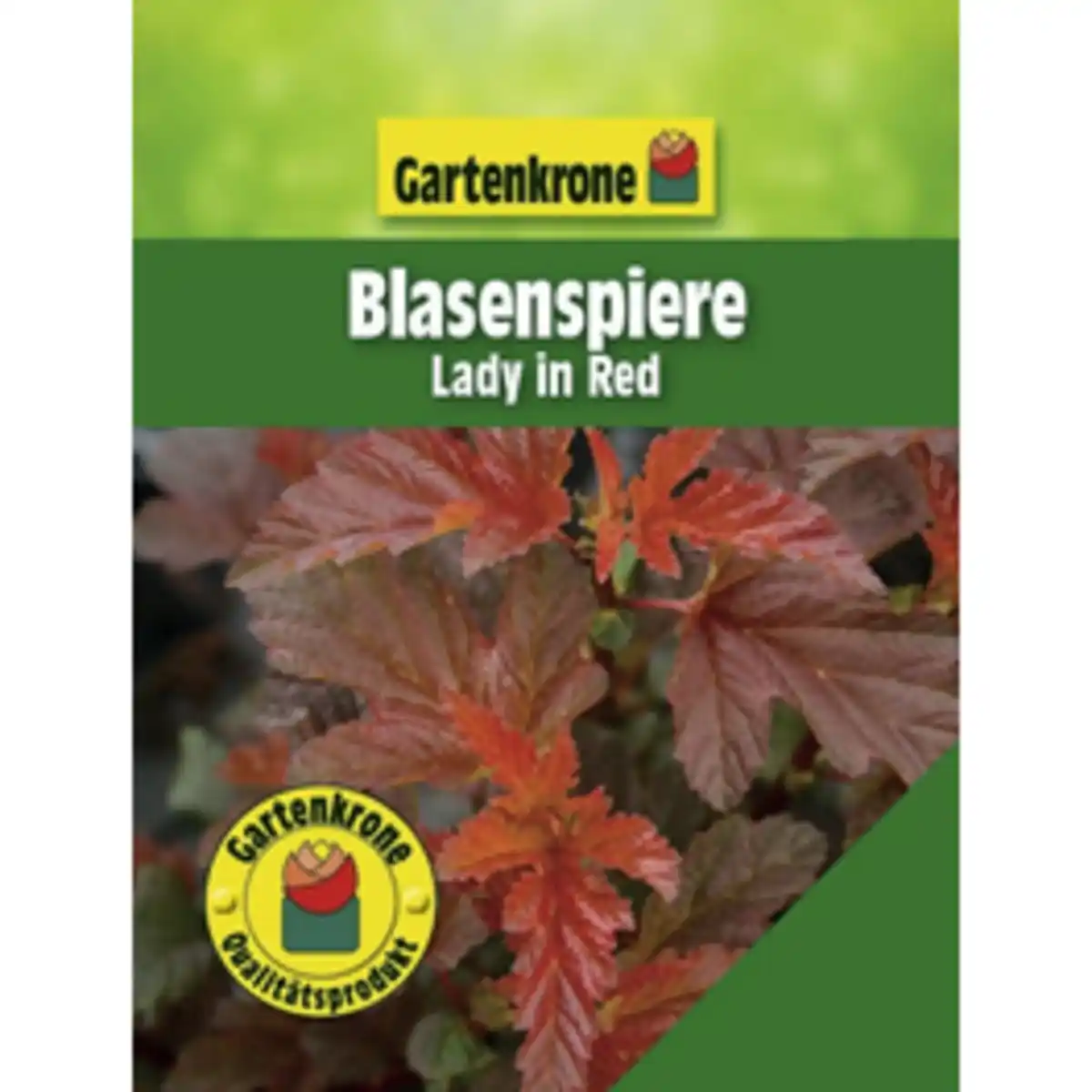 Bild 1 von Gartenkrone Blasenspiere, Physocarpus opulifolius »Lady In Red«, Blätter: rot, Blüten: weiß