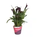 Bild 3 von GARDENLINE Calla im Potcover