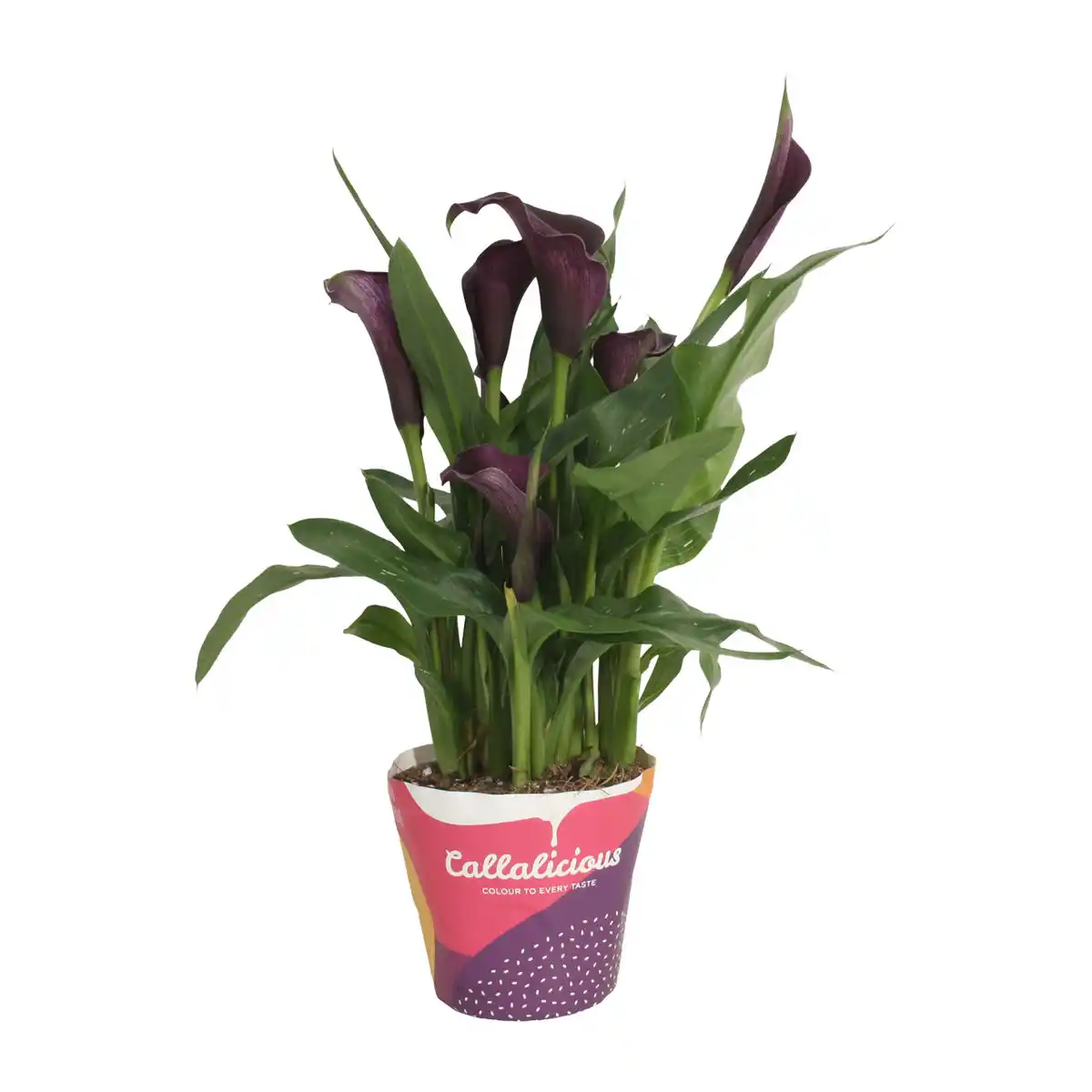 Bild 3 von GARDENLINE Calla im Potcover