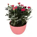Bild 3 von GARDENLINE Rosenschale