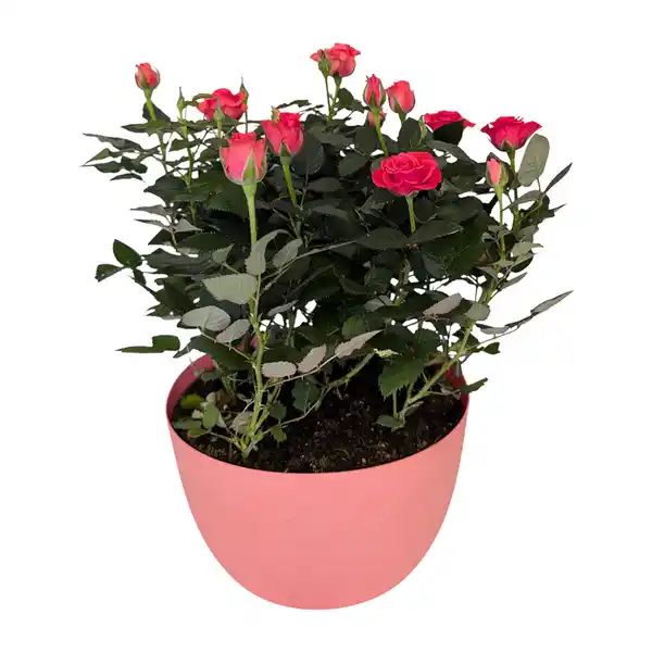 Bild 3 von GARDENLINE Rosenschale