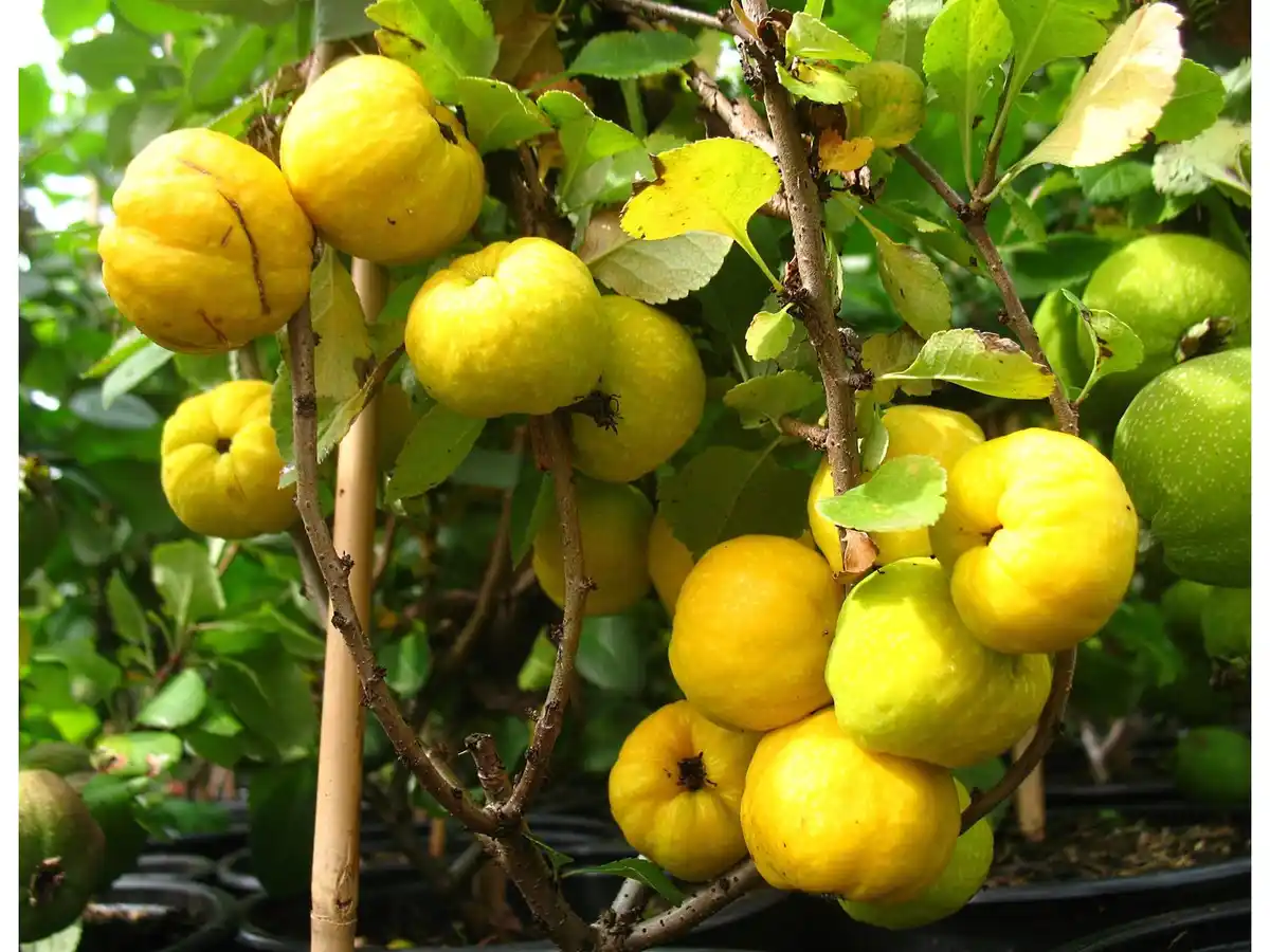 Bild 1 von Japanische Zierquitte »Cido«, sehr hoher Vitamin-C-Gehalt, säuerlich, winterhart, robust