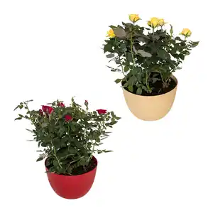 GARDENLINE Rosenschale