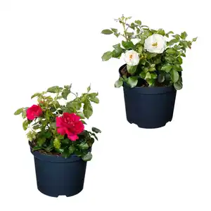 GARDENLINE Lizenzrose Palace