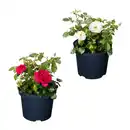 Bild 1 von GARDENLINE Lizenzrose Palace