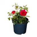 Bild 2 von GARDENLINE Lizenzrose Palace