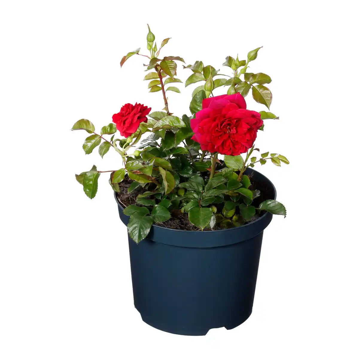 Bild 2 von GARDENLINE Lizenzrose Palace