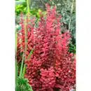 Bild 3 von Gartenkrone Berberitze, mehrjaehrig, orange