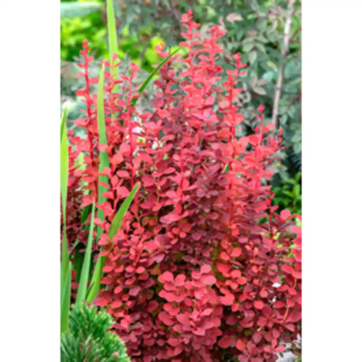 Bild 3 von Gartenkrone Berberitze, mehrjaehrig, orange
