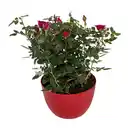 Bild 2 von GARDENLINE Rosenschale