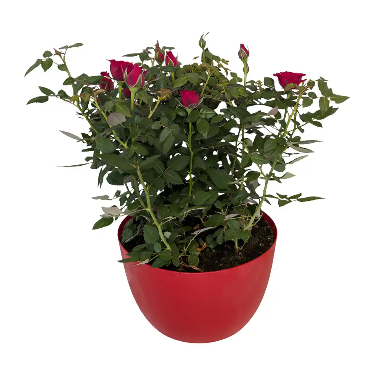 Bild 2 von GARDENLINE Rosenschale