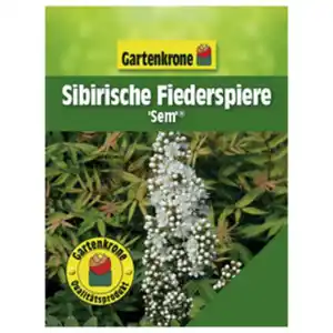 Gartenkrone Sibirische Fiederspiere, Sorbaria sorbifolia »Sem«, Blätter: grün, Blüten: weiß