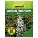 Bild 1 von Gartenkrone Sibirische Fiederspiere, Sorbaria sorbifolia »Sem«, Blätter: grün, Blüten: weiß