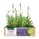 Bild 1 von GARDENLINE Lavendel
