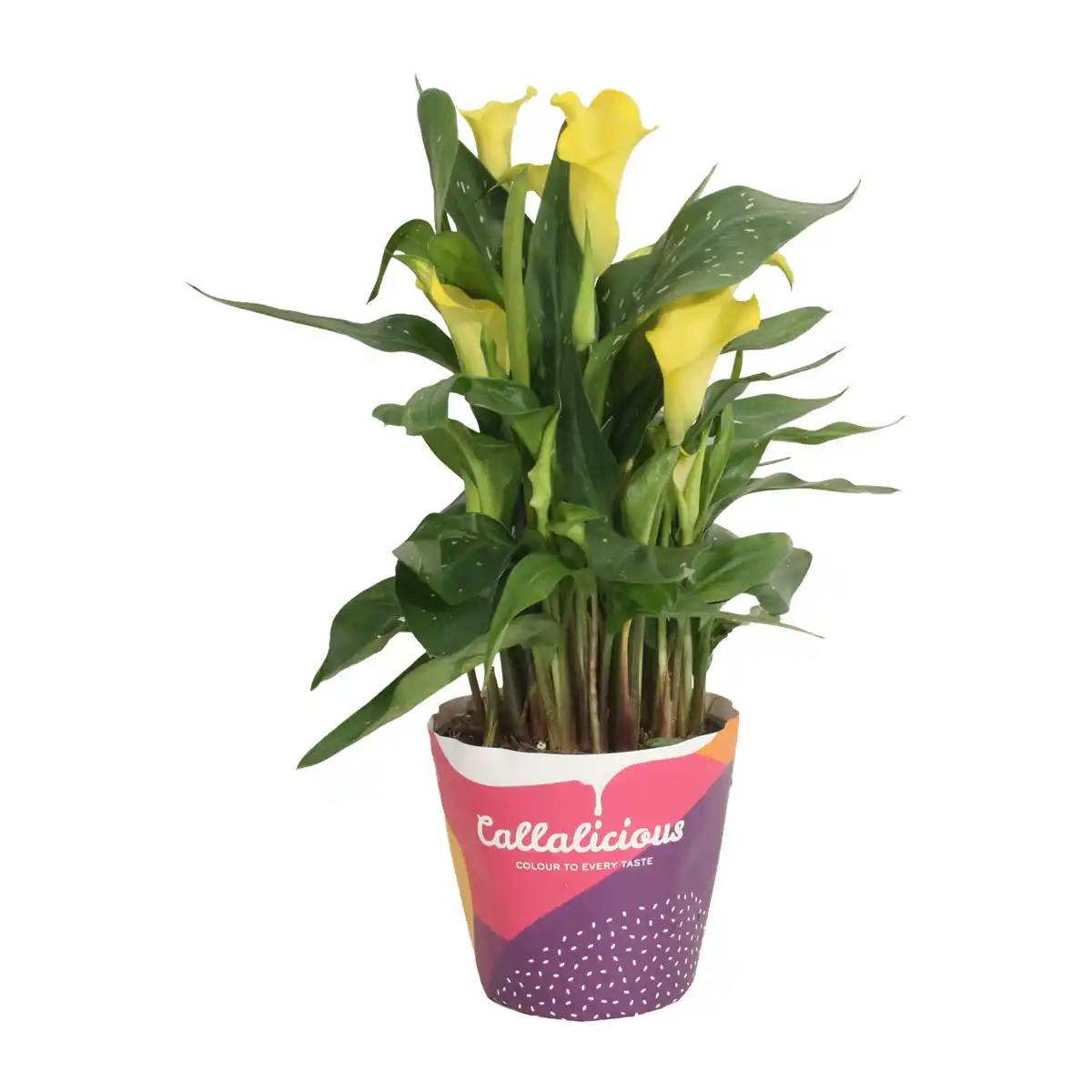 Bild 4 von GARDENLINE Calla im Potcover