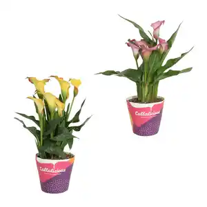 GARDENLINE Calla im Potcover