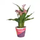 Bild 2 von GARDENLINE Calla im Potcover