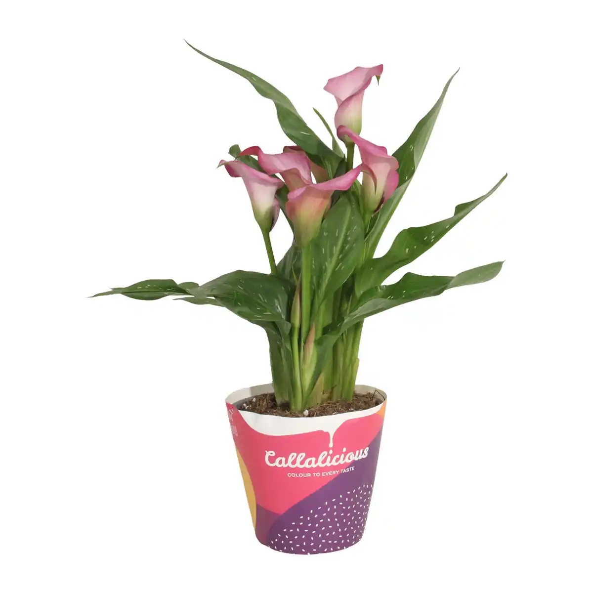 Bild 2 von GARDENLINE Calla im Potcover