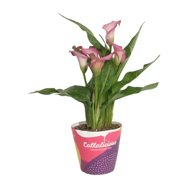 Bild 2 von GARDENLINE Calla im Potcover