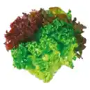Bild 1 von GO Regio Lollo Mix