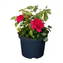 Bild 3 von GARDENLINE Lizenzrose Palace