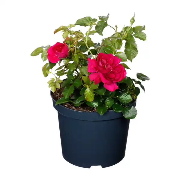 Bild 3 von GARDENLINE Lizenzrose Palace