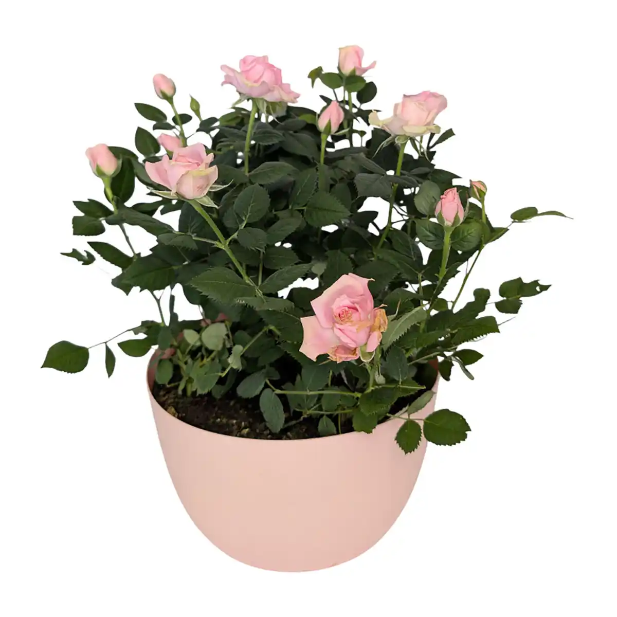 Bild 4 von GARDENLINE Rosenschale