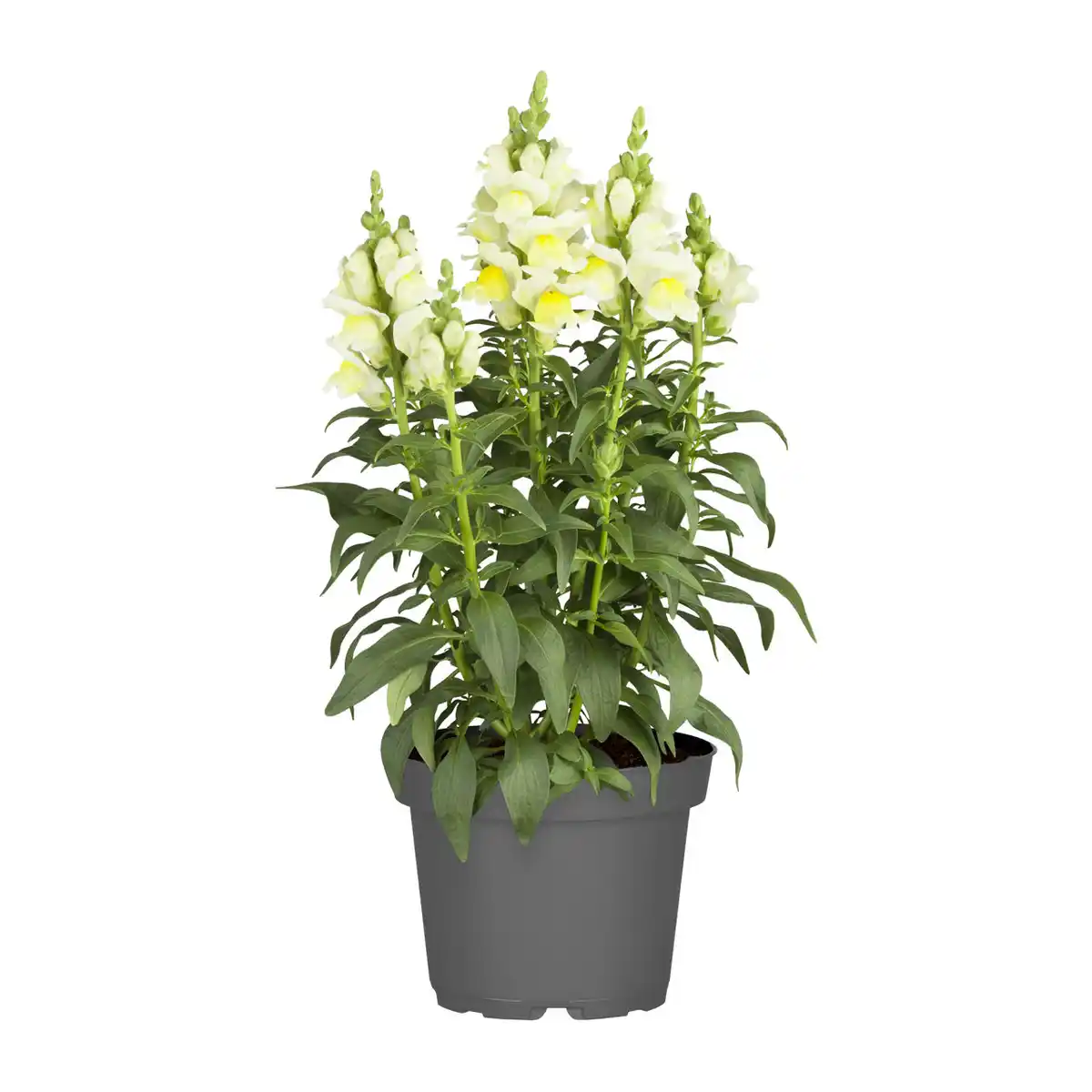 Bild 2 von GARDENLINE Staude / Sommerblume